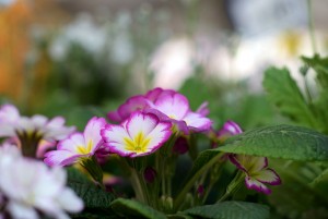 サクラソウの仲間