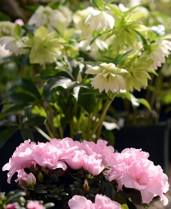 クリスマスローズ