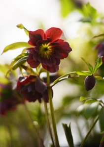 クリスマスローズ