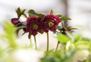 クリスマスローズ