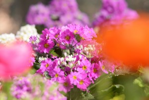 サクラソウの仲間