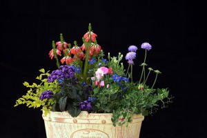 ガーデニングショップにて