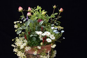 ガーデニングショップにて