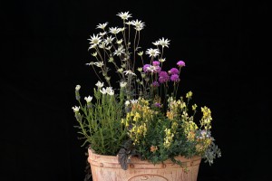 ガーデニングショップにて