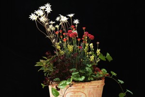 ガーデニングショップにて