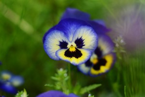  ガーデニングショップにて