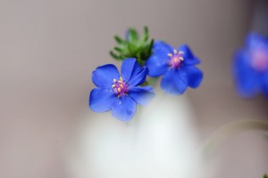  ガーデニングショップにて