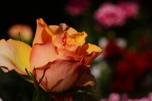 オレンジ色のバラ