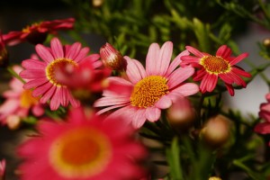  ガーデニングショップにて