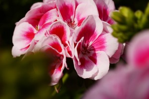  ガーデニングショップにて