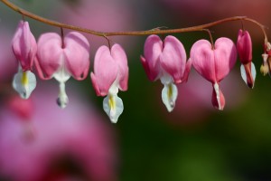  ガーデニングショップにて