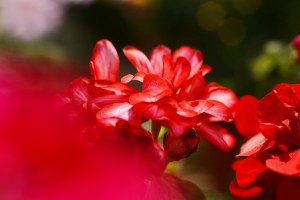  ガーデニングショップにて