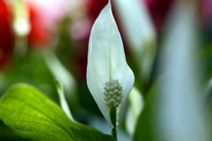  ガーデニングショップにて