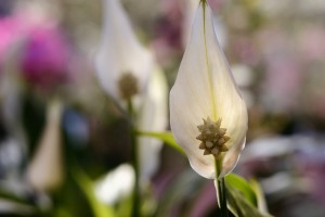  ガーデニングショップにて