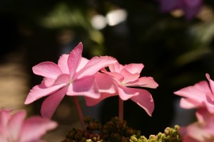 ガーデニングショップにて