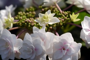 ガーデニングショップにて