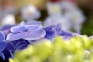 ガーデニングショップにて