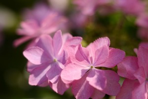 ガーデニングショップにて