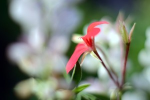 ガーデニングショップにて