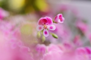 ガーデニングショップにて