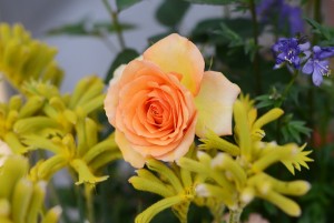 ガーデニングショップにて