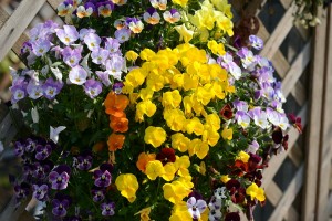 ガーデニングショップにて