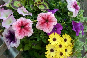 ガーデニングショップにて