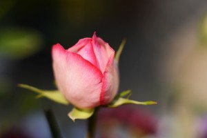 微妙な色のバラ