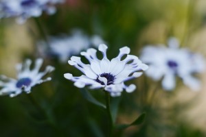 ガーデニングショップにて