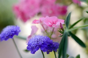 ガーデニングショップにて