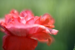 ガーデニングショップにて