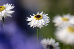 ガーデニングショップにて