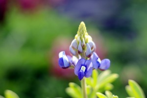 ガーデニングショップにて