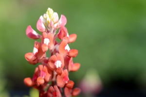 ガーデニングショップにて