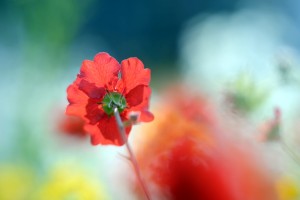 ガーデニングショップにて