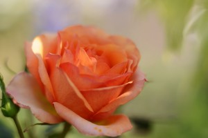 オレンジ色のバラ