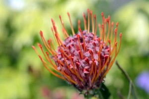 ガーデニングショップにて