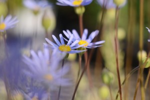 ガーデニングショップにて