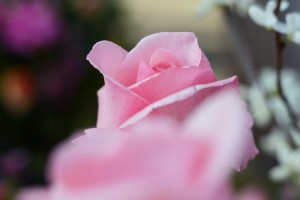 ピンクのバラ