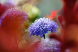 ガーデニングショップにて