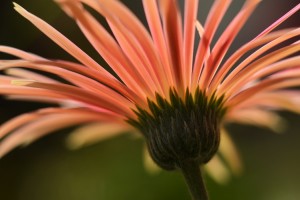 ガーデニングショップにて