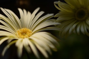 ガーデニングショップにて