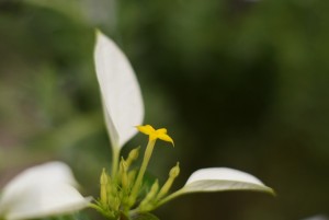 ガーデニングショップにて