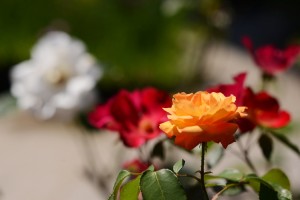 オレンジ色のバラ