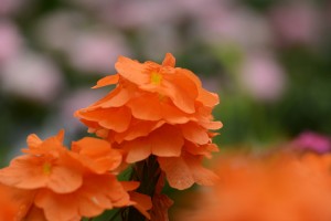 ガーデニングショップにて