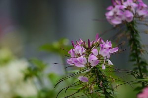 ガーデニングショップにて