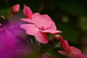 ガーデニングショップにて