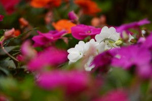 ガーデニングショップにて