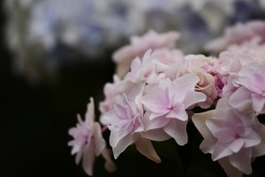 ガーデニングショップにて