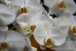 ガーデニングショップにて